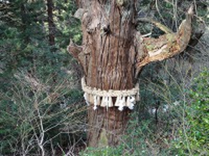 御神木写真